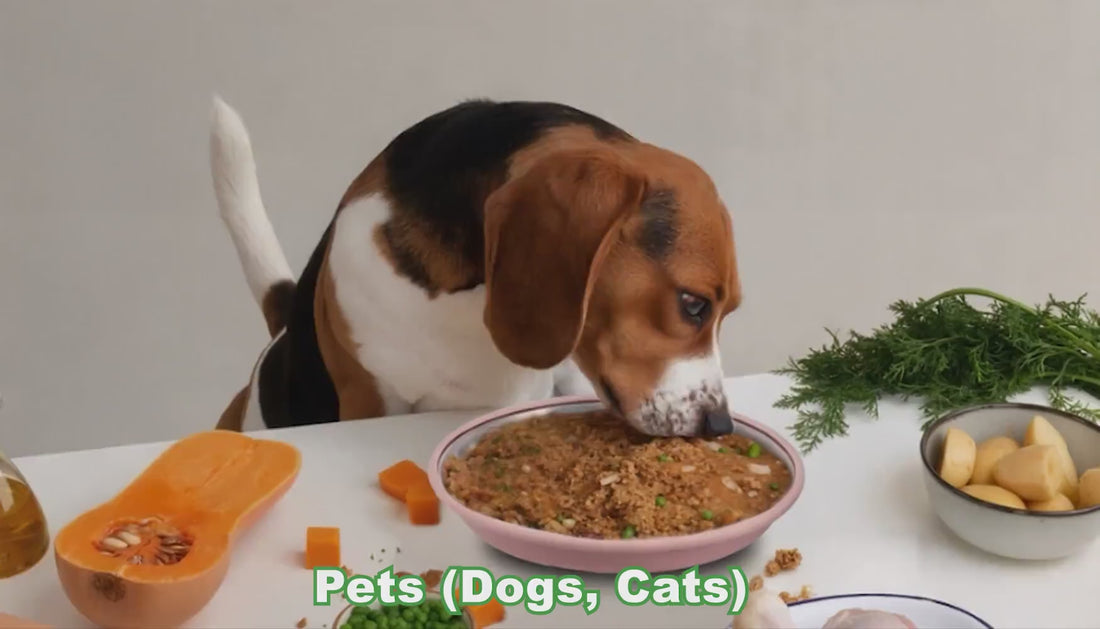 feeding plates for dogs